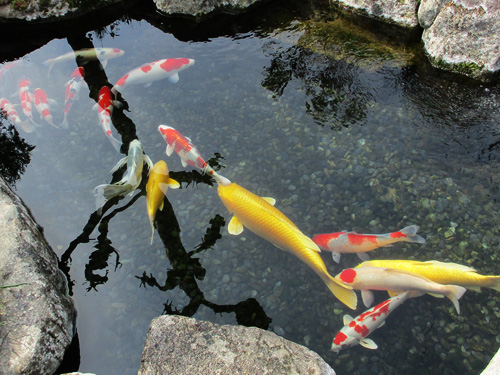 錦鯉の販売写真