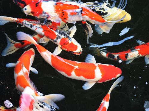 錦鯉の販売写真