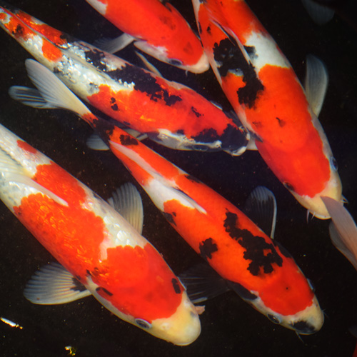 錦鯉の販売写真