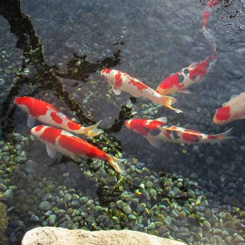 錦鯉の販売写真