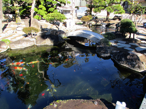和風鯉池写真